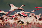 Lesser flamingos at Lake Bogoria flamingo,flamingos,animal,animals,bird,birds,Kenya,wildlife,lesser flamingo,Lake Bogoria National Park,Africa,Eastern Africa,Rift Valley Province,Rift Valley,natural world,flock,group of animals,feedi