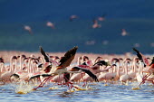 Lesser flamingos at Lake Bogoria flamingo,flamingos,animal,animals,bird,birds,Kenya,wildlife,lesser flamingo,Lake Bogoria National Park,Africa,Eastern Africa,Rift Valley Province,Rift Valley,natural world,flock,group of animals,feedi