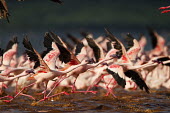 Lesser flamingos at Lake Bogoria flamingo,flamingos,animal,animals,bird,birds,Kenya,wildlife,lesser flamingo,Lake Bogoria National Park,Africa,Eastern Africa,Rift Valley Province,Rift Valley,natural world,flock,group of animals,feedi