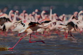 Lesser flamingos at Lake Bogoria flamingo,flamingos,animal,animals,bird,birds,Kenya,wildlife,lesser flamingo,Lake Bogoria National Park,Africa,Eastern Africa,Rift Valley Province,Rift Valley,natural world,flock,group of animals,feedi