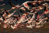 Lesser flamingos at Lake Bogoria flamingo,flamingos,animal,animals,bird,birds,Kenya,wildlife,lesser flamingo,Lake Bogoria National Park,Africa,Eastern Africa,Rift Valley Province,Rift Valley,natural world,flock,group of animals,feedi