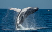 Humpback whale breaching breaching,splash,water,oceans,marine,sea,fins,flippers,cetaceans,whale,Wild,Rorquals,Balaenopteridae,Cetacea,Whales, Dolphins, and Porpoises,Chordates,Chordata,Mammalia,Mammals,South America,North Ame