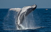 Humpback whale breaching breaching,splash,water,oceans,marine,sea,fins,flippers,cetaceans,whale,Wild,Rorquals,Balaenopteridae,Cetacea,Whales, Dolphins, and Porpoises,Chordates,Chordata,Mammalia,Mammals,South America,North Ame