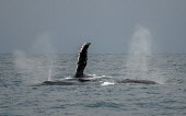 Two humpback whales breaching breaching,splash,water,oceans,marine,sea,fins,flippers,Wild,Rorquals,Balaenopteridae,Cetacea,Whales, Dolphins, and Porpoises,Chordates,Chordata,Mammalia,Mammals,South America,North America,South,Asia,