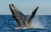 Humpback whale breaching breaching,splash,oceans,water,marine,sea,fins,flippers,Wild,Rorquals,Balaenopteridae,Cetacea,Whales, Dolphins, and Porpoises,Chordates,Chordata,Mammalia,Mammals,South America,North America,South,Asia,