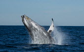 Humpback whale breaching breaching,splash,oceans,water,marine,sea,fins,flippers,Wild,Rorquals,Balaenopteridae,Cetacea,Whales, Dolphins, and Porpoises,Chordates,Chordata,Mammalia,Mammals,South America,North America,South,Asia,