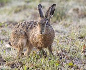 Head on view of Brown Hare, Lepus europaeus, in stubble with grass protruding from its mouth European hare,European brown hare,brown hare,Brown-Hare,Lepus europaeus,hare,hares,mammal,mammals,herbivorous,herbivore,lagomorpha,lagomorph,lagomorphs,leporidae,lepus,declining,threatened,precocial,r