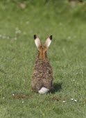 Rear of Brown Hare, Lepus europaeus, showing black ear tips and white tail European hare,European brown hare,brown hare,Brown-Hare,Lepus europaeus,hare,hares,mammal,mammals,herbivorous,herbivore,lagomorpha,lagomorph,lagomorphs,leporidae,lepus,declining,threatened,precocial,r