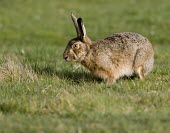 Brown Hare, Lepus europaeus crouchin in summer grassland European hare,European brown hare,brown hare,Brown-Hare,Lepus europaeus,hare,hares,mammal,mammals,herbivorous,herbivore,lagomorpha,lagomorph,lagomorphs,leporidae,lepus,declining,threatened,precocial,r