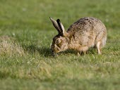 Brown Hare, Lepus europaeus, sniffing ground probably scenting a female European hare,European brown hare,brown hare,Brown-Hare,Lepus europaeus,hare,hares,mammal,mammals,herbivorous,herbivore,lagomorpha,lagomorph,lagomorphs,leporidae,lepus,declining,threatened,precocial,r