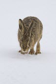 Brown Hare, Lepus europaeus, moving through snow towards camera, Wirral, March European hare,European brown hare,brown hare,Brown-Hare,Lepus europaeus,hare,hares,mammal,mammals,herbivorous,herbivore,lagomorpha,lagomorph,lagomorphs,leporidae,lepus,declining,threatened,precocial,r