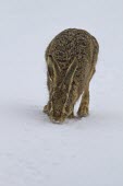 Brown Hare, Lepus europaeus, moving through snow towards camera, Wirral, March European hare,European brown hare,brown hare,Brown-Hare,Lepus europaeus,hare,hares,mammal,mammals,herbivorous,herbivore,lagomorpha,lagomorph,lagomorphs,leporidae,lepus,declining,threatened,precocial,r