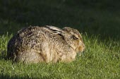 Brown Hare, Lepus europaeus, adult in late evening sunshine, Wirral - May European hare,European brown hare,brown hare,Brown-Hare,Lepus europaeus,hare,hares,mammal,mammals,herbivorous,herbivore,lagomorpha,lagomorph,lagomorphs,leporidae,lepus,declining,threatened,precocial,r