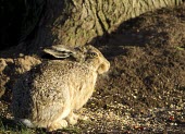 Brown Hare, Lepus europaeus, adult in late evening sunshine, Wirral - May European hare,European brown hare,brown hare,Brown-Hare,Lepus europaeus,hare,hares,mammal,mammals,herbivorous,herbivore,lagomorpha,lagomorph,lagomorphs,leporidae,lepus,declining,threatened,precocial,r