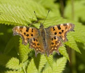 Comma - Polygonia c-album comma,butterfly,butterflies,polygonia,c-album,orange,wing,spread,sun,summer,warm,sunshine,basking,bask,delicate,Lepidoptera,Nymphalidae,Nymphalinae,adult,common,perch,perched,shallow focus,Insects,Ins