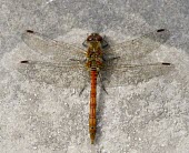 Common Darter - Sympetrum striolatum common Darter,Sympetrum striolatum,Sympetrum,striolatum,dragonfly,dragonflies,wing,summer,spring,sunny,sun,warm,pond,river,stream,water,hunt,hunter,hunting,stagnant,brackish,Common-Darter,Animalia,Art