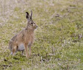 Brown Hare, Lepus europaeus, alert in stubble field European hare,European brown hare,brown hare,Brown-Hare,Lepus europaeus,hare,hares,mammal,mammals,herbivorous,herbivore,lagomorpha,lagomorph,lagomorphs,leporidae,lepus,declining,threatened,precocial,r