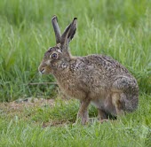 Brown Hare, Lepus europaeus, side view in grassland European hare,European brown hare,brown hare,Brown-Hare,Lepus europaeus,hare,hares,mammal,mammals,herbivorous,herbivore,lagomorpha,lagomorph,lagomorphs,leporidae,lepus,declining,threatened,precocial,r