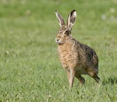 Brown Hare, Lepus europaeus, standing alert European hare,European brown hare,brown hare,Brown-Hare,Lepus europaeus,hare,hares,mammal,mammals,herbivorous,herbivore,lagomorpha,lagomorph,lagomorphs,leporidae,lepus,declining,threatened,precocial,r