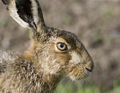 Brown Hare, Lepus europaeus, close up of head with focus on eye European hare,European brown hare,brown hare,Brown-Hare,Lepus europaeus,hare,hares,mammal,mammals,herbivorous,herbivore,lagomorpha,lagomorph,lagomorphs,leporidae,lepus,declining,threatened,precocial,r