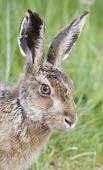 Brown Hare, Lepus europaeus, close up of head and face European hare,European brown hare,brown hare,Brown-Hare,Lepus europaeus,hare,hares,mammal,mammals,herbivorous,herbivore,lagomorpha,lagomorph,lagomorphs,leporidae,lepus,declining,threatened,precocial,r