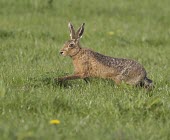 Brown Hare, Lepus europaeus, extended while running through grass European hare,European brown hare,brown hare,Brown-Hare,Lepus europaeus,hare,hares,mammal,mammals,herbivorous,herbivore,lagomorpha,lagomorph,lagomorphs,leporidae,lepus,declining,threatened,precocial,r