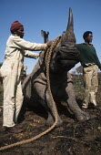 White rhino - game capture team with tranquillized white rhinoceros. Africa,Conservation,rhino,rhinos,white rhino,white rhinos,white rhinoceros,Ceratotherium simum,tranquillized,tranquillize,ropes,rescue,team,game,capture,people,Rhinocerous,Rhinocerotidae,Perissodactyl