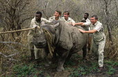 Black rhino - Game capture team with tranquillized black rhinoceros. Africa,Conservation,rhino,rhinos,black rhino,black rhinos,black rhinoceros,Ceratotherium simum,tranquillized,tranquillize,ropes,rescue,team,game,capture,people,Mammalia,Mammals,Chordates,Chordata,Rhin