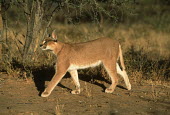 Caracal - small predatory cat Africa,carnivores,carnivore,mammal,mammals,Caracal caracal,Felis caracal,desert lynx,rooikat,cat,cats,predator,low light,walk,walking,move,movement,moving,path,habitat,shallow focus,adult,Felidae,Cats