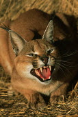 Caracal - snarling Africa,carnivores,carnivore,mammal,mammals,Caracal caracal,Felis caracal,desert lynx,rooikat,cat,cats,predator,warm light,shallow focus,face,snarl,teeth,tongue,Felidae,Cats,Carnivores,Carnivora,Mammal