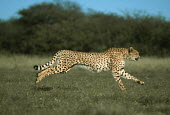 Cheetah can run up to speeds of up to 120 km/hr over short distances Africa,carnivores,carnivore,predator,predators,mammal,mammals,cat,cats,big cat,big cats,lesser cat,lesser cats,fastest land mammal,Vulnerable,threatened species,run,running,leap,move,movement,motion,b