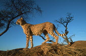 Cheetah Africa,carnivores,carnivore,predator,predators,mammal,mammals,cat,cats,big cat,big cats,lesser cat,lesser cats,fastest land mammal,Vulnerable,threatened species,portrait,low angle,low light,blue sky,a