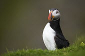 Atlantic puffin portrait puffin,puffins,Atlantic puffin,Fratercula arctica,bird,birds,seabird,seabirds,sea bird,sea birds,shallow focus,negative space,grass,portrait,adult,dark background,face,looking towards camera,Ciconiifo