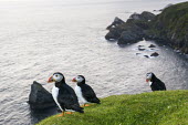 Atlantic puffin at clifftop edge puffin,puffins,Atlantic puffin,Fratercula arctica,bird,birds,seabird,seabirds,sea bird,sea birds,negative space,grass,adult,adults,habitat,breeding habitat,cliff,clifftop,sea,marine,group,Ciconiiforme