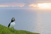 Atlantic puffin at clifftop edge at sunset puffin,puffins,Atlantic puffin,Fratercula arctica,bird,birds,seabird,seabirds,sea bird,sea birds,negative space,grass,adult,habitat,cliff,clifftop,sea,marine,sunset,Ciconiiformes,Herons Ibises Storks