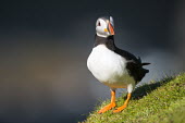 Atlantic puffin puffin,puffins,Atlantic puffin,Fratercula arctica,bird,birds,seabird,seabirds,sea bird,sea birds,shallow focus,negative space,grass,adult,dark background,portrait,Ciconiiformes,Herons Ibises Storks an