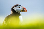 Atlantic puffin portrait puffin,puffins,Atlantic puffin,Fratercula arctica,bird,birds,seabird,seabirds,sea bird,sea birds,shallow focus,negative space,grass,adult,face,beak,portrait,Ciconiiformes,Herons Ibises Storks and Vult