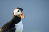 Atlantic puffin portrait puffin,puffins,Atlantic puffin,Fratercula arctica,bird,birds,seabird,seabirds,sea bird,sea birds,shallow focus,negative space,grass,adult,face,beak,portrait,Ciconiiformes,Herons Ibises Storks and Vult