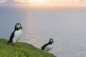 Atlantic puffins at clifftop edge at sunset puffin,puffins,Atlantic puffin,Fratercula arctica,bird,birds,seabird,seabirds,sea bird,sea birds,negative space,grass,adult,habitat,cliff,clifftop,sea,marine,sunset,two,pair,flash,Ciconiiformes,Herons