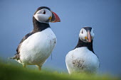 Atlantic puffins puffin,puffins,Atlantic puffin,Fratercula arctica,bird,birds,seabird,seabirds,sea bird,sea birds,shallow focus,adult,pair,two,blue sky,portrait,looking towards camera,Ciconiiformes,Herons Ibises Stork