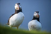 Atlantic puffins puffin,puffins,Atlantic puffin,Fratercula arctica,bird,birds,seabird,seabirds,sea bird,sea birds,shallow focus,adult,pair,two,blue sky,portrait,looking towards camera,Ciconiiformes,Herons Ibises Stork