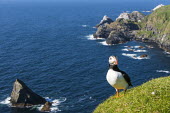 Atlantic puffin at clifftop edge puffin,puffins,Atlantic puffin,Fratercula arctica,bird,birds,seabird,seabirds,sea bird,sea birds,negative space,grass,adult,landscape,habitat,breeding habitat,cliff,clifftop,sea,marine,Ciconiiformes,H