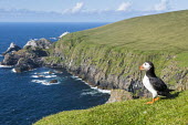 Atlantic puffin at clifftop edge puffin,puffins,Atlantic puffin,Fratercula arctica,bird,birds,seabird,seabirds,sea bird,sea birds,negative space,grass,adult,landscape,habitat,breeding habitat,cliff,clifftop,sea,marine,Ciconiiformes,H