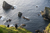 Atlantic puffin at clifftop edge puffin,puffins,Atlantic puffin,Fratercula arctica,bird,birds,seabird,seabirds,sea bird,sea birds,negative space,grass,adult,habitat,breeding habitat,cliff,clifftop,sea,marine,Ciconiiformes,Herons Ibis