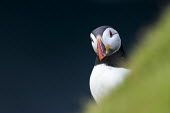 Atlantic puffin portrait puffin,puffins,Atlantic puffin,Fratercula arctica,bird,birds,seabird,seabirds,sea bird,sea birds,shallow focus,negative space,grass,adult,face,beak,portrait,looking towards camera,dark background,Cico