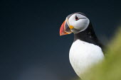 Atlantic puffin portrait puffin,puffins,Atlantic puffin,Fratercula arctica,bird,birds,seabird,seabirds,sea bird,sea birds,shallow focus,negative space,grass,adult,face,beak,portrait,looking towards camera,dark background,Cico