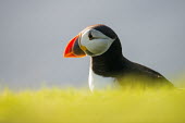 Atlantic puffin portrait puffin,puffins,Atlantic puffin,Fratercula arctica,bird,birds,seabird,seabirds,sea bird,sea birds,shallow focus,grass,adult,face,beak,Ciconiiformes,Herons Ibises Storks and Vultures,Alcidae,Auks, Murre