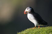 Atlantic puffin puffin,puffins,Atlantic puffin,Fratercula arctica,bird,birds,seabird,seabirds,sea bird,sea birds,shallow focus,negative space,grass,adult,dark background,portrait,Ciconiiformes,Herons Ibises Storks an