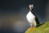 Atlantic puffin puffin,puffins,Atlantic puffin,Fratercula arctica,bird,birds,seabird,seabirds,sea bird,sea birds,shallow focus,negative space,grass,adult,dark background,portrait,Ciconiiformes,Herons Ibises Storks an