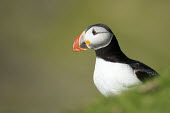 Atlantic puffin portrait puffin,puffins,Atlantic puffin,Fratercula arctica,bird,birds,seabird,seabirds,sea bird,sea birds,shallow focus,negative space,grass,adult,face,beak,portrait,Ciconiiformes,Herons Ibises Storks and Vult